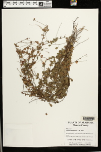 Lespedeza repens image