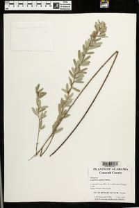 Lespedeza capitata image