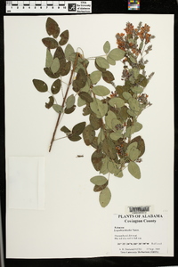 Lespedeza bicolor image