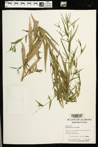 Ludwigia decurrens image