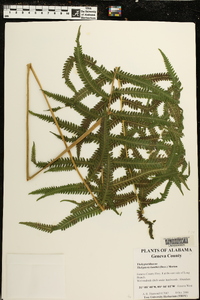 Thelypteris kunthii image