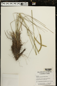Ctenium aromaticum image