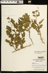 Solanum carolinense var. carolinense image