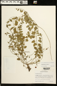 Convolvulus arvensis image