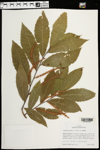 Castanea pumila var. pumila image