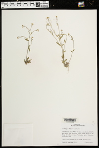 Arabidopsis thaliana image