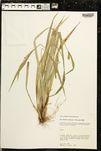 Carex kraliana image