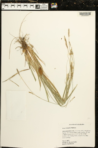 Carex striatula image