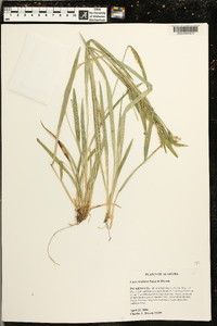 Carex kraliana image