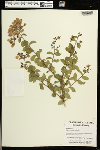 Lagerstroemia indica image