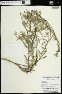 Sida rhombifolia image