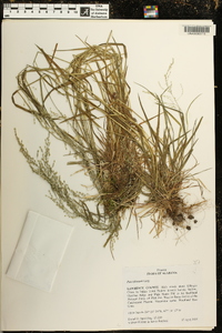 Poa sylvestris image