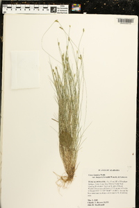 Carex leptalea var. harperi image