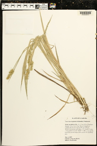 Carex laevivaginata image