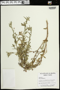 Sida rhombifolia image