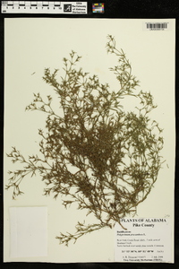 Polypremum procumbens image