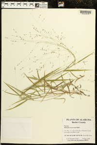 Kellochloa verrucosa image