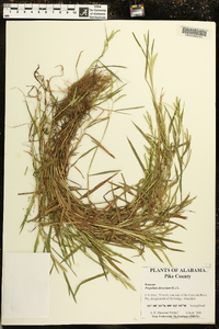 Paspalum dissectum image