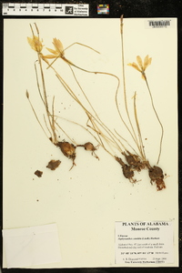 Zephyranthes candida image