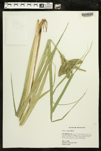 Carex comosa image