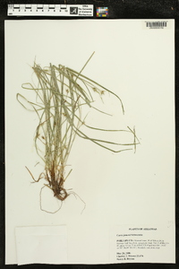 Carex jamesii image