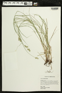 Carex hyalina image