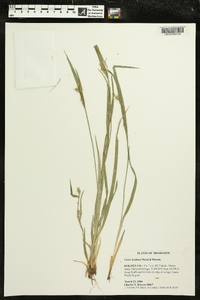 Carex kraliana image