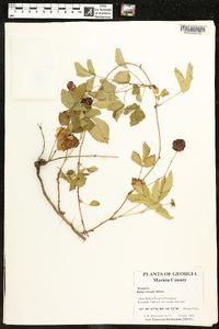 Rubus trivialis image