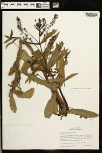 Veronica anagallis-aquatica image