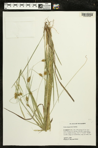 Carex turgescens image