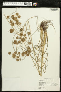 Cyperus elegans image