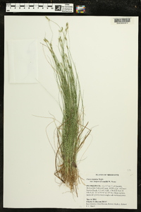 Carex leptalea var. harperi image