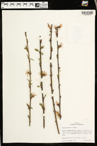 Prunus persica image