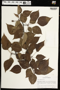 Pyrus calleryana image