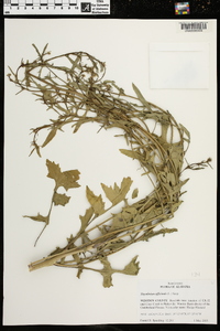 Sisymbrium officinale image