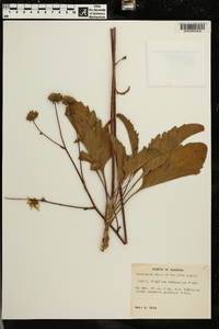 Silphium compositum image