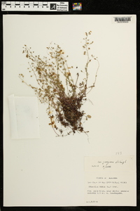 Phacelia dubia var. georgiana image