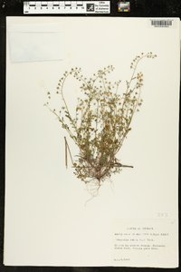 Phacelia dubia image