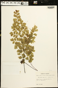 Adiantum capillus-veneris image