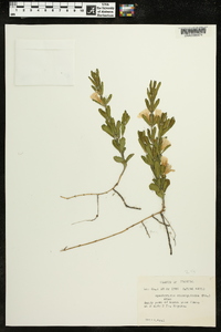 Dyschoriste oblongifolia image