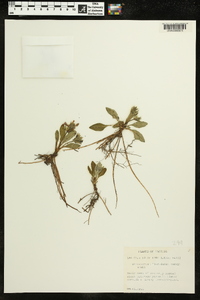 Stenandrium floridanum image