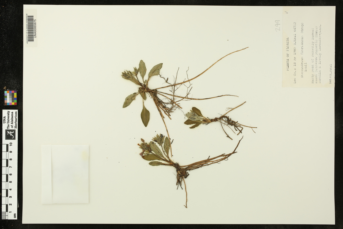 Stenandrium floridanum image