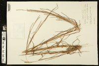 Andropogon semiberbis image