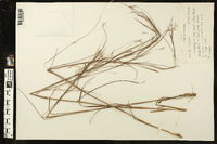 Andropogon semiberbis image