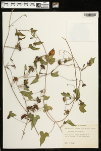 Ipomoea lacunosa image