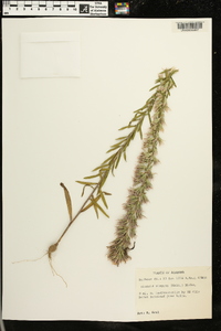 Liatris elegans image