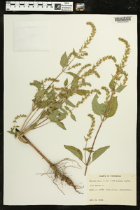 Iva annua image