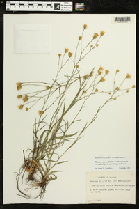 Pityopsis aspera var. adenolepis image