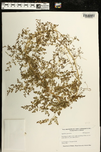 Lygodium japonicum image