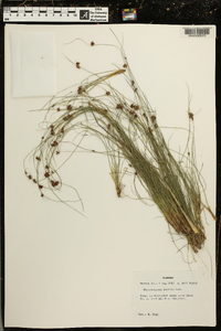 Rhynchospora debilis image